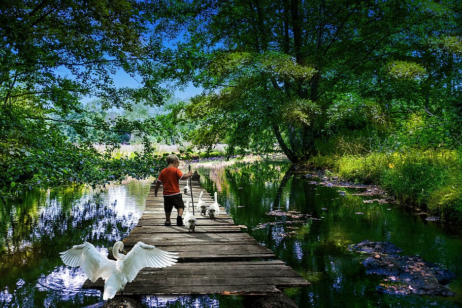 boy on wooden sear dock surrounded by garden and geese, park HD wallpaper