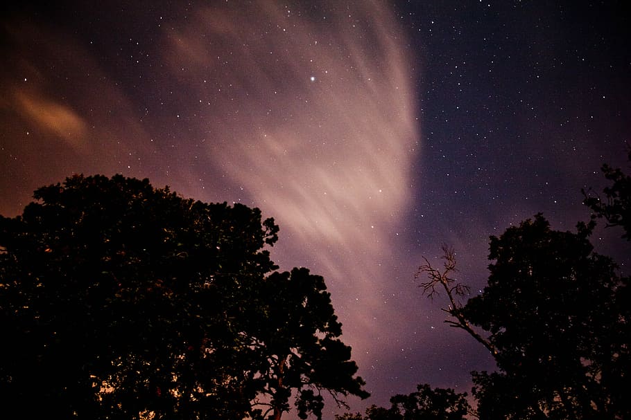 time lapsed photography of trees during night, nightsky, silhouette HD wallpaper