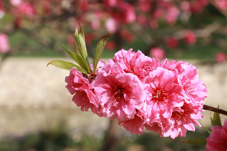flower, spring, the year april, flowering plant, pink color HD wallpaper