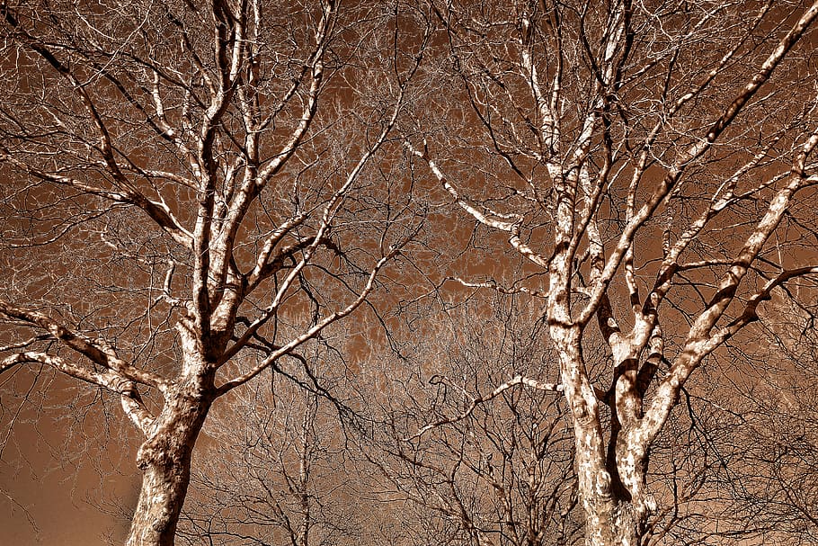 plane tree, tree top, bare tree, bare branch, gnarled, twisted HD wallpaper