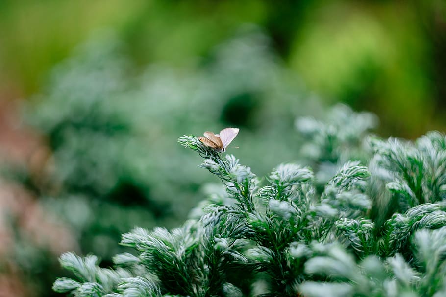 green, insect, leaves, macro, nature, plant, animal themes HD wallpaper