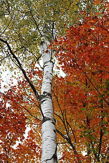 birch, birch tree, white bark, color, leaf, fall, trunk, nature HD wallpaper