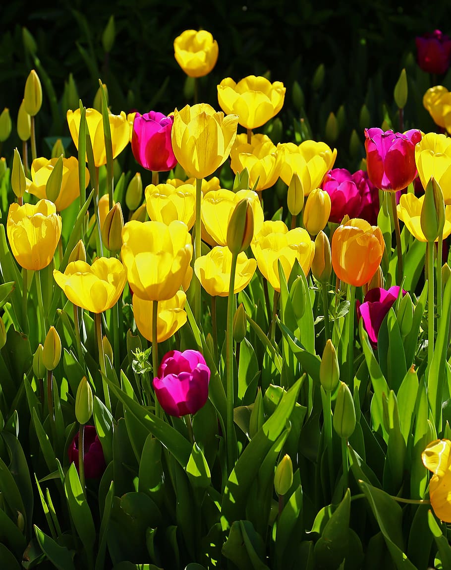 yellow and pink tulips, Flower, Purple, environmental, flowers, HD wallpaper