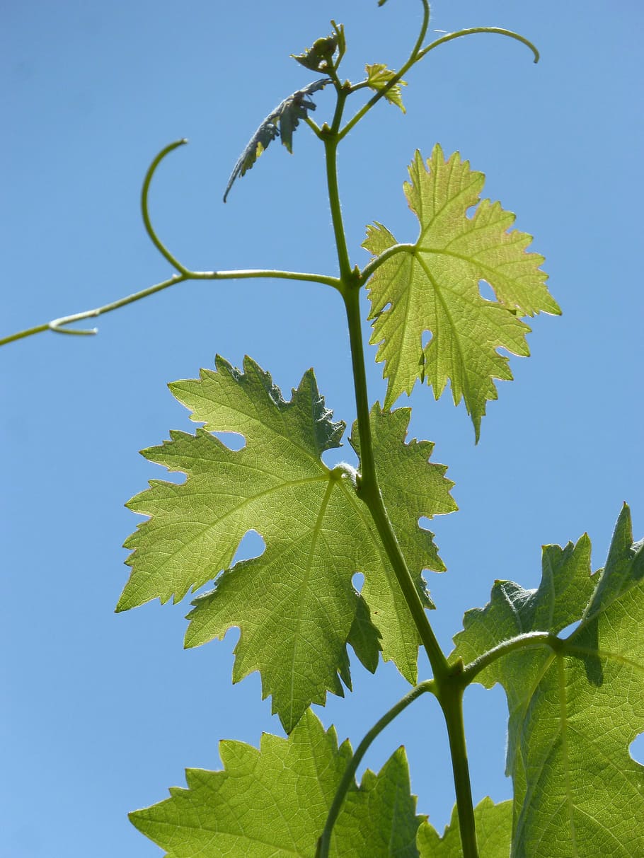 vine, outbreak, leaves, trasluz, leaf, plant part, green color HD wallpaper
