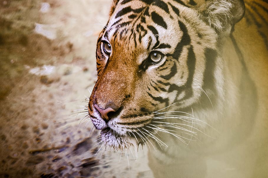 selective focus photo of brown and black tiger, aggression HD wallpaper