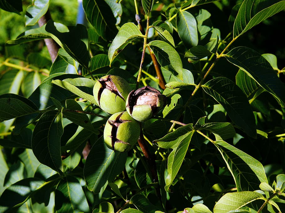 tree nut, juglans regia, walnut, walnut on tree, walnut shell with, HD wallpaper