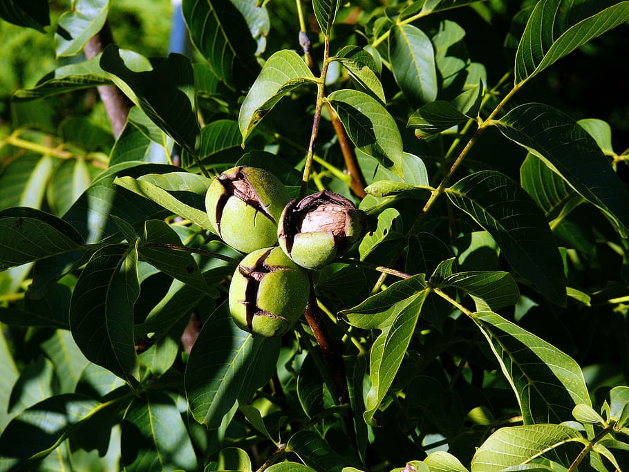 tree nut, juglans regia, walnut, walnut on tree, walnut shell with HD wallpaper