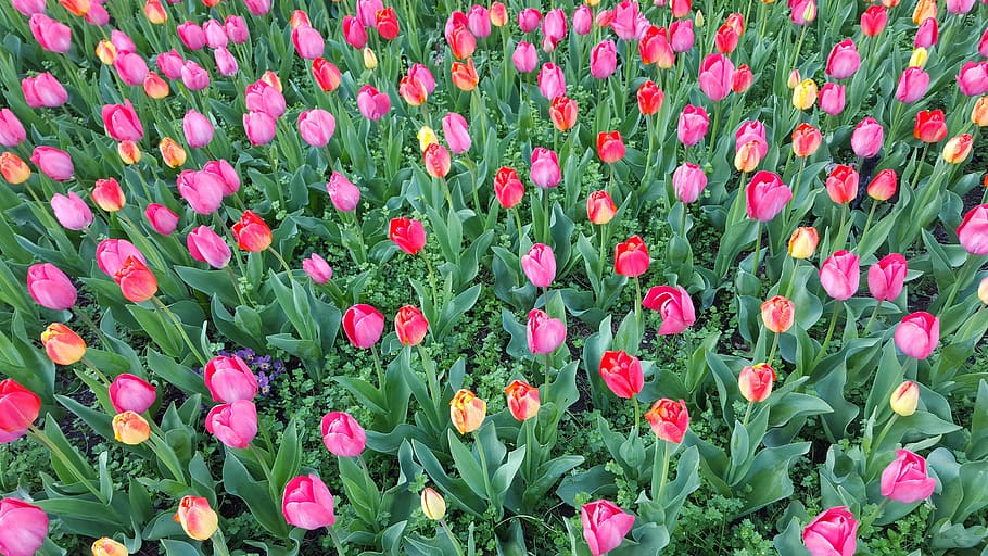 flower, tulip, spring, flowering plant, freshness, beauty in nature HD wallpaper