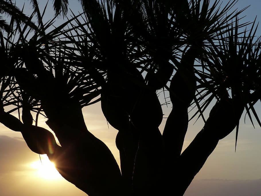 sunset, tree, aesthetic, palm, canary island dragon tree, dracaena draco