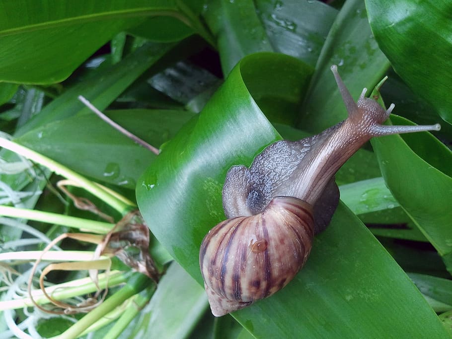 Snail, Shell, Slow, Spiral, Live, aquatic, amphibian, gastropod HD wallpaper