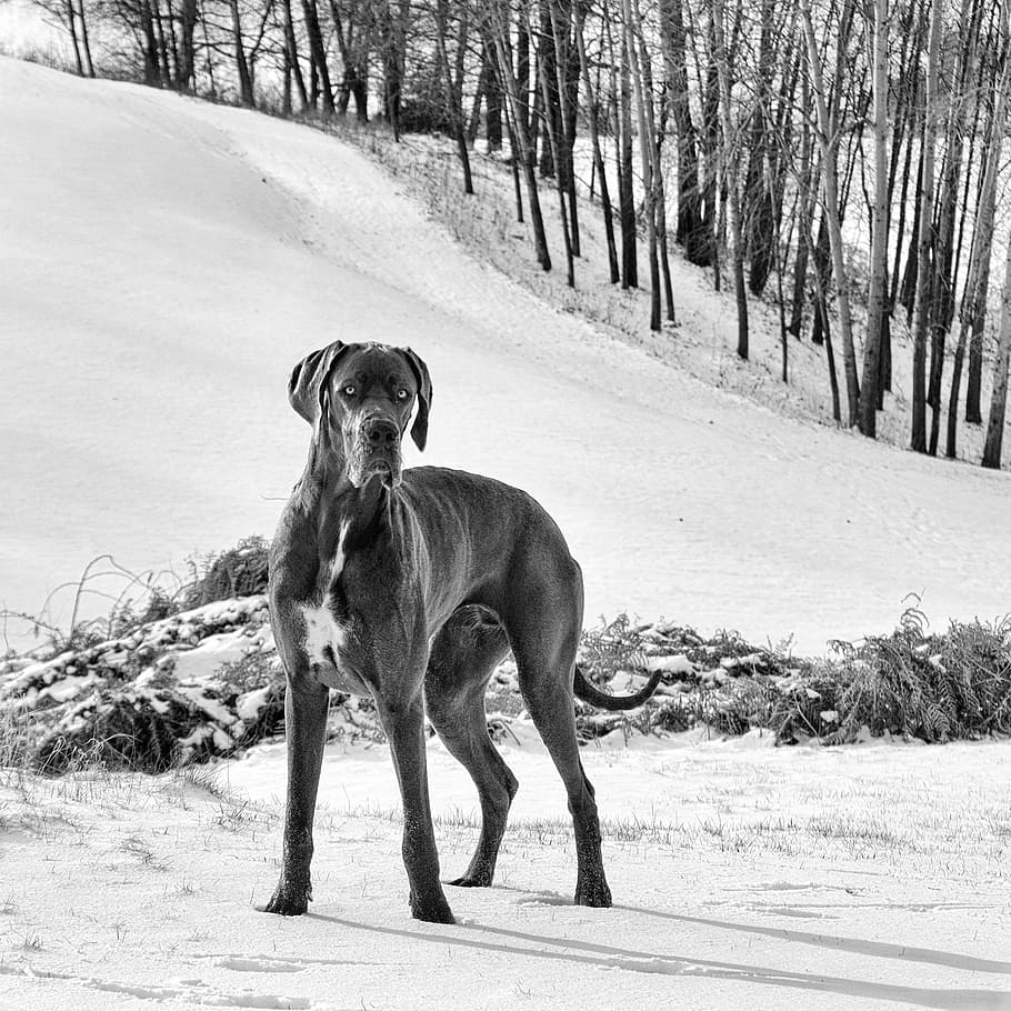 He looking for a dog. Немецкий дог. Великий датчанин собака. Дог фото. Немецкий дог белый.