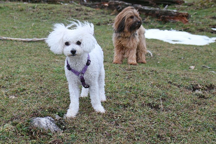 white Maltese puppy on green grass field, dog, dogs, friends