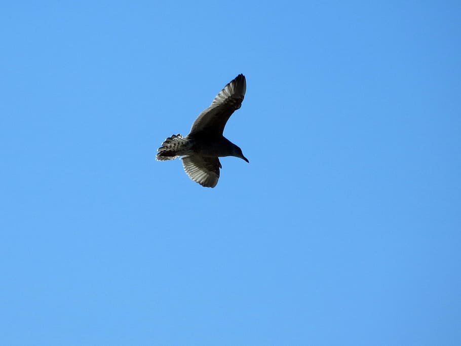 seagull, fly, glide, sail, elegant, bird, sky, baltic sea, coast HD wallpaper