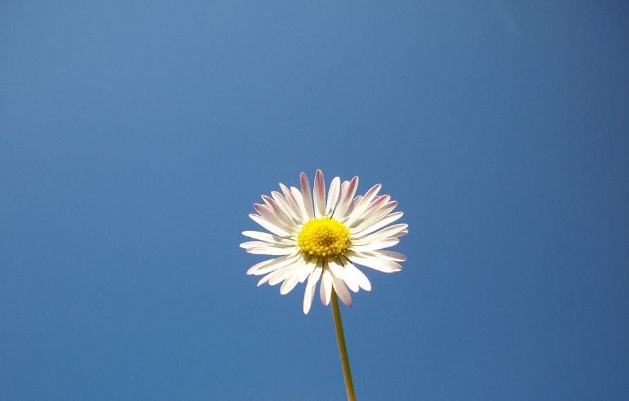 Flower, Sky, Blue, Live, Nature, Plant, partly cloudy, fragility HD wallpaper