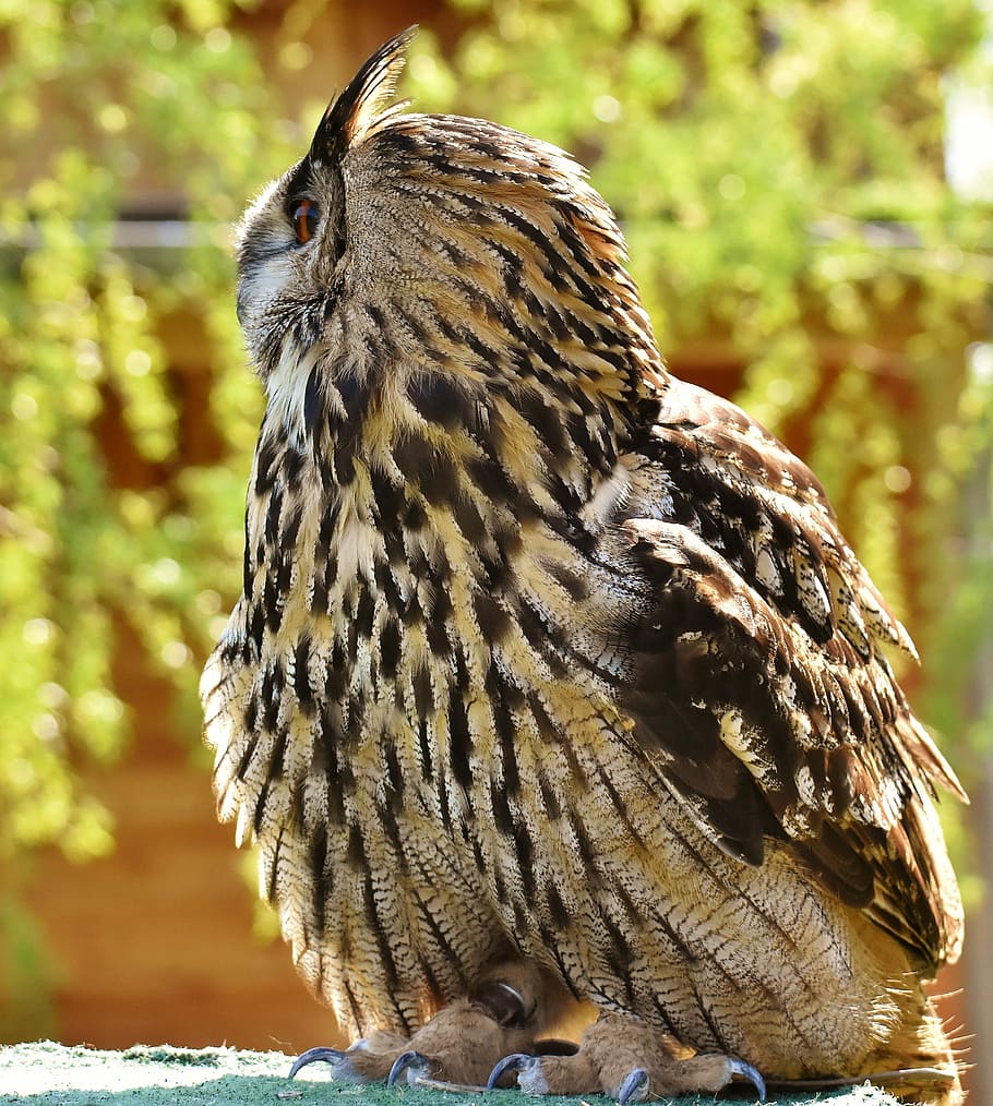 brown owl, bird, feather, eagle owl, animals, wild bird, cute HD wallpaper