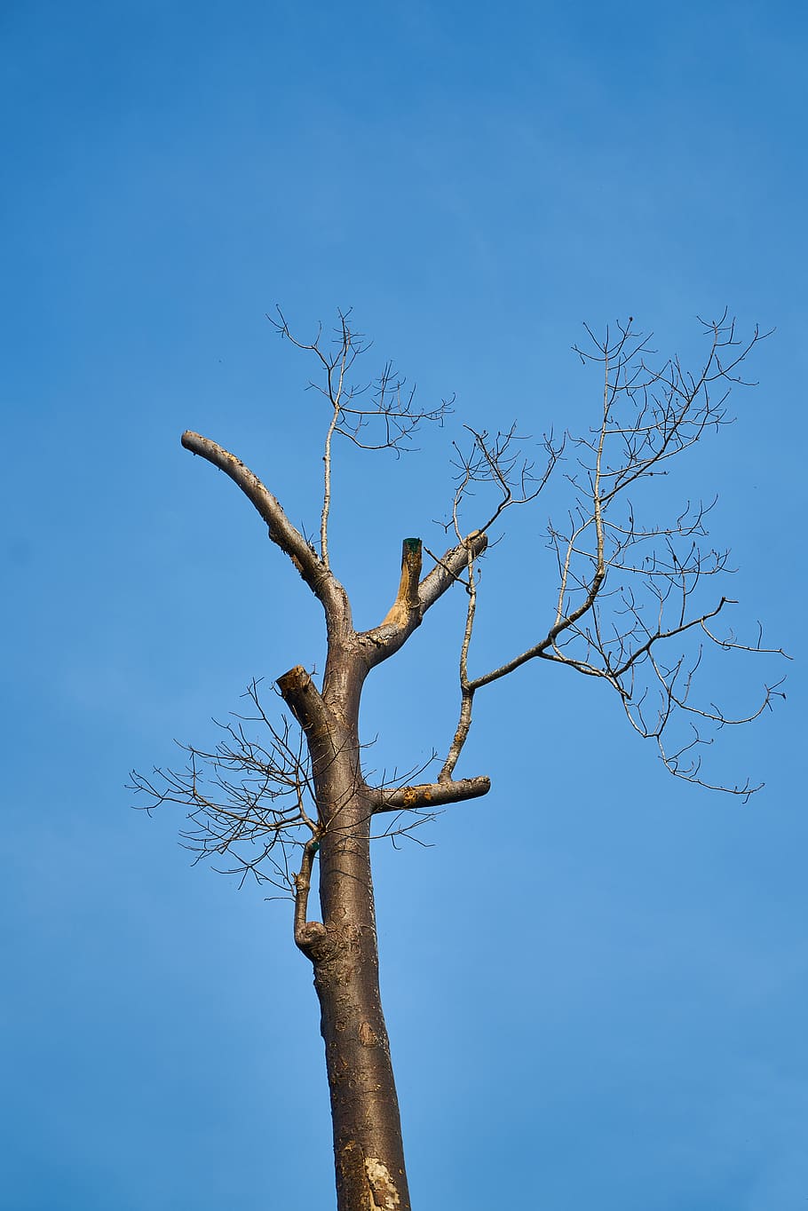nature, tree, no one, green, sky, landscape, blue, peace, forest HD wallpaper
