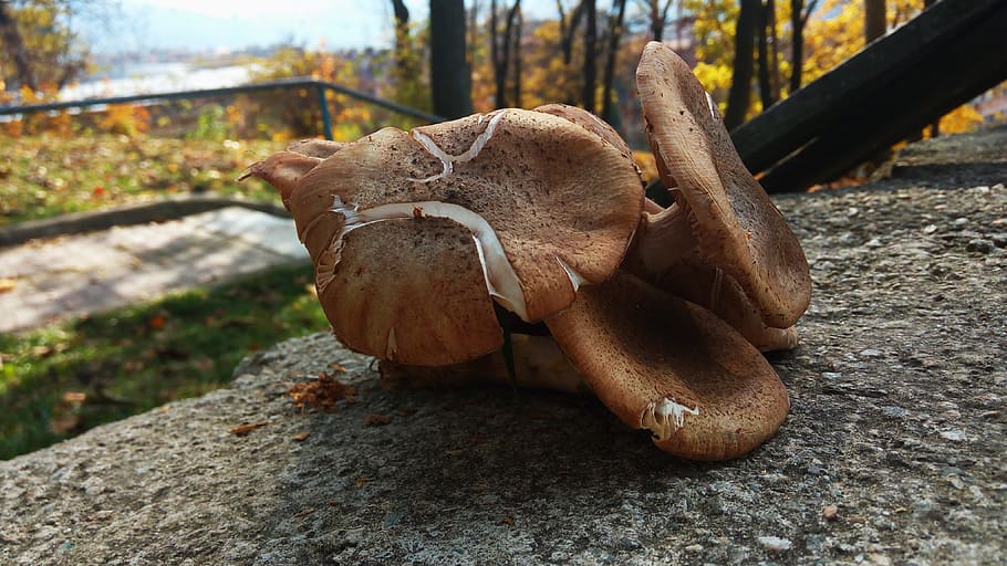 Tree hat. Гриб с листиком на шляпке. Дерево с шляпками. Грибы шляпка выходит из земли. Под шляпкой гриба спрятались звери.