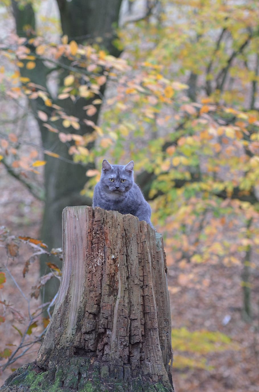 Cat, Tree, Young, Forest, young cat, animal, domestic Cat, nature HD wallpaper