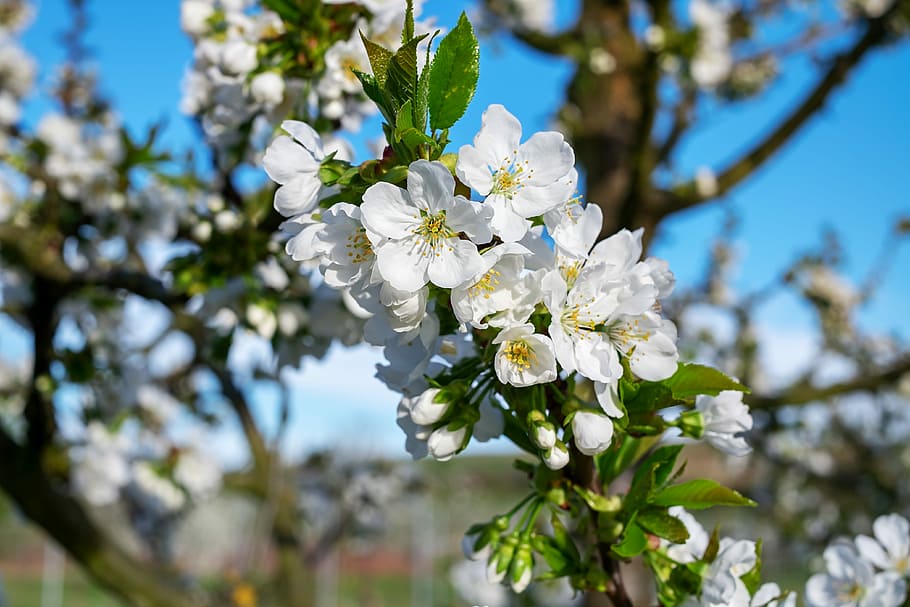 close-up photo of white tree blossoms at daytime, cherry trees HD wallpaper