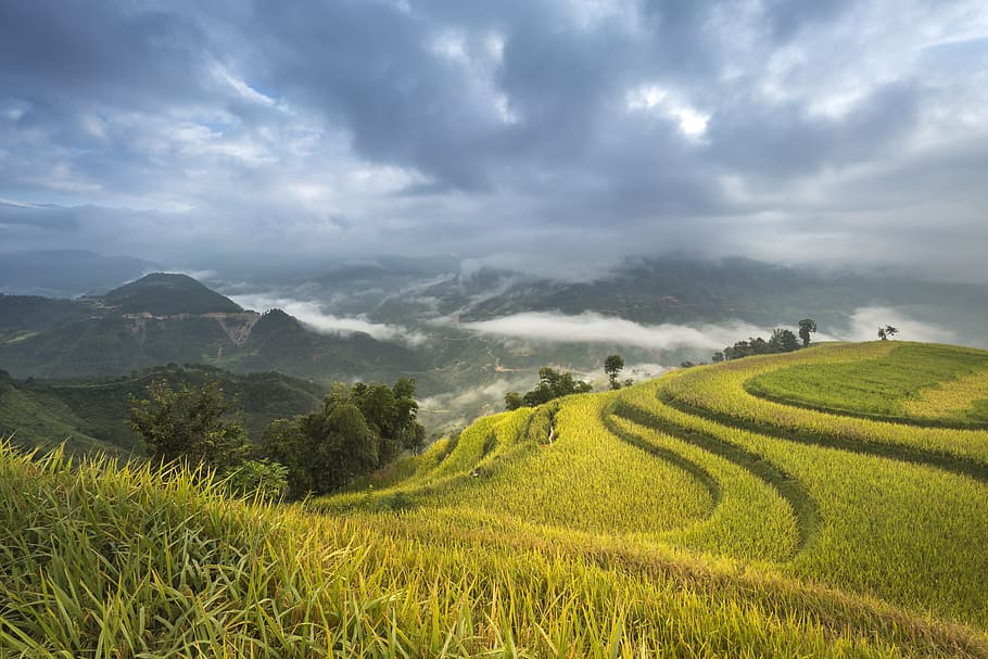 vietnam-terraces-rice-silk.jpg