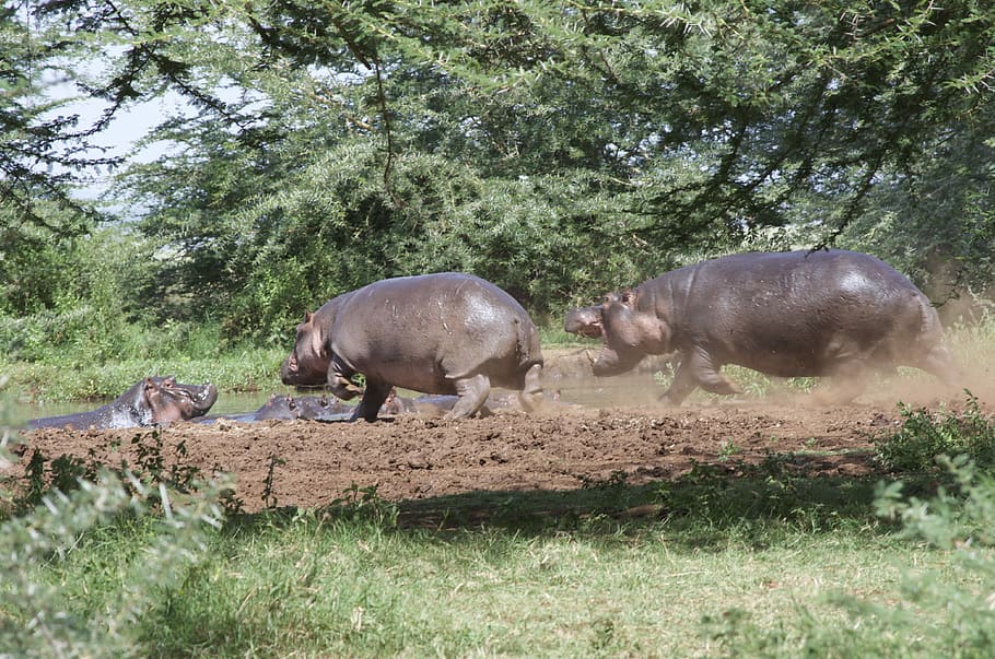 Hippos, Tanzania, Nature, Green, plash, water, trees, leaves, HD wallpaper