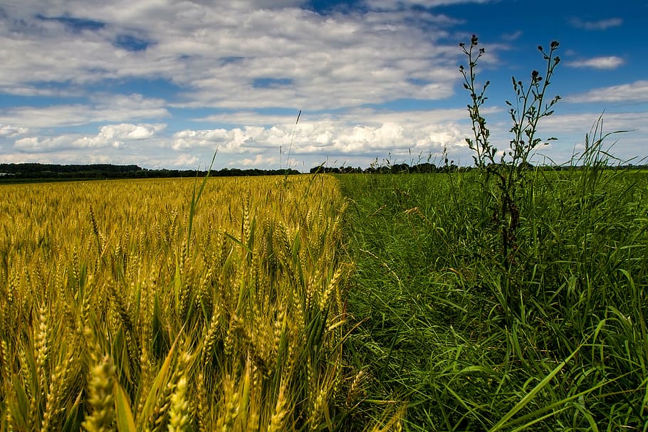 summer, clouds, cereals, landscape, sun, field, cumulus clouds HD wallpaper