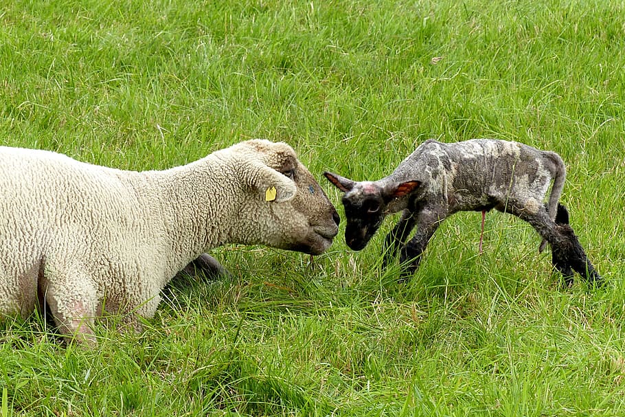 two white sheep and kid on green grass at daytime, animal, dam HD wallpaper