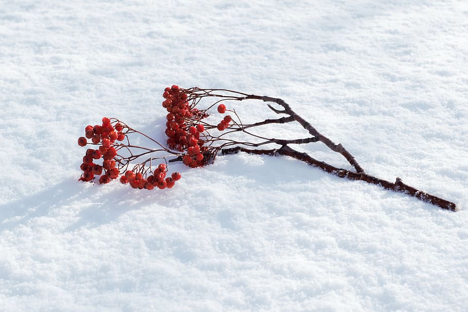 red cherry fruits, rowan, snow, winter, branch, nature, tree HD wallpaper