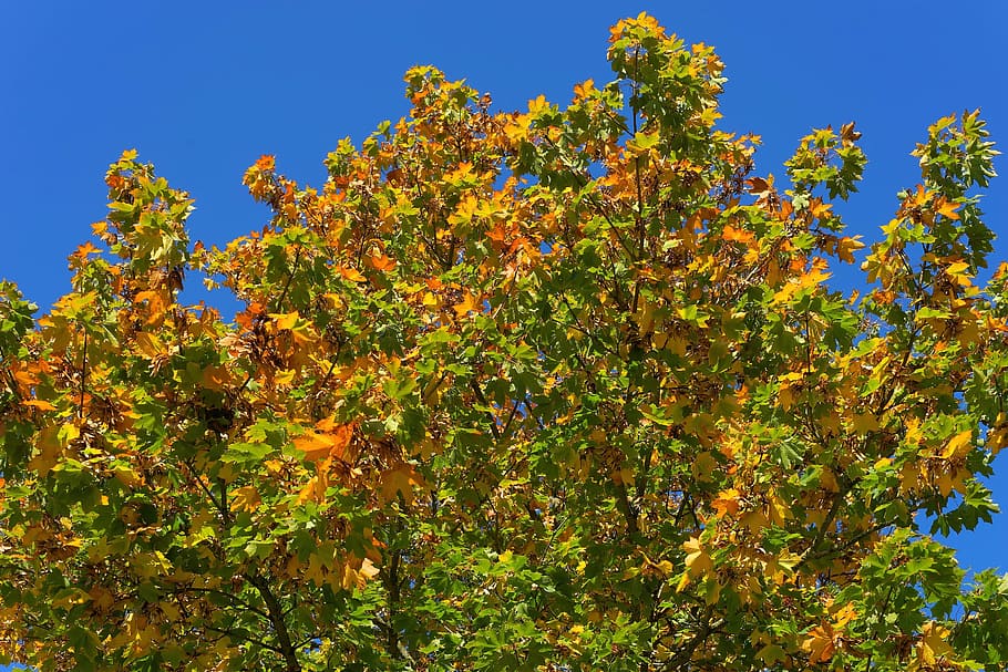 tree, leaves, maple, autumn, colorful, nature, branches, plant HD wallpaper