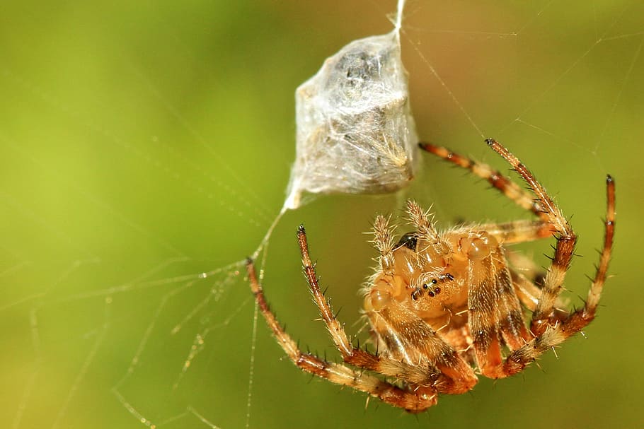 brown orb weaver hanging on web, brown spider webbing insect HD wallpaper