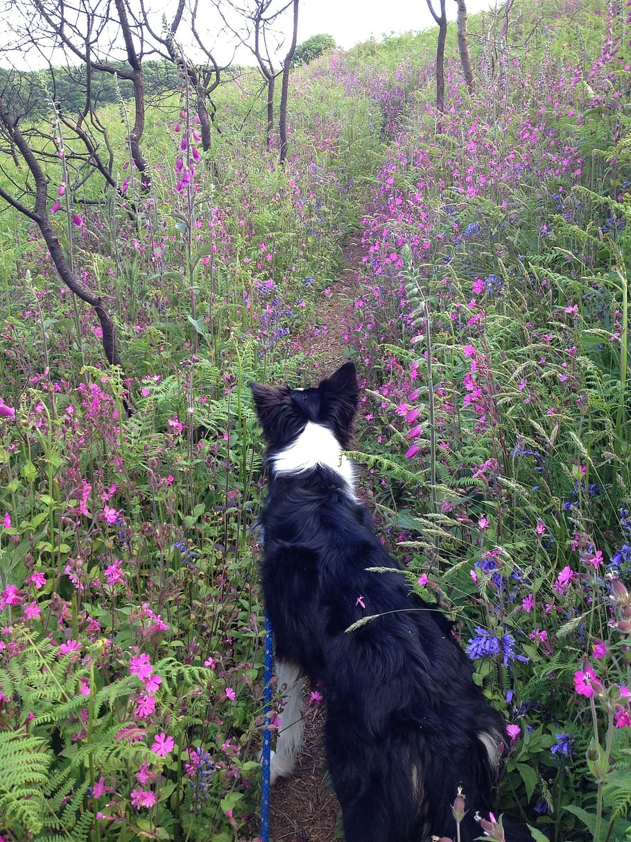 dog, bluebells, collie, plant, domestic, pets, domestic animals HD wallpaper