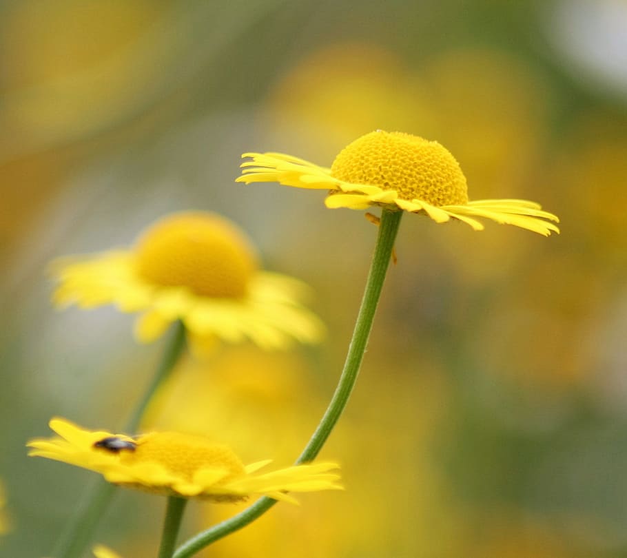 daisy, flower, yellow, flowering plant, fragility, vulnerability HD wallpaper