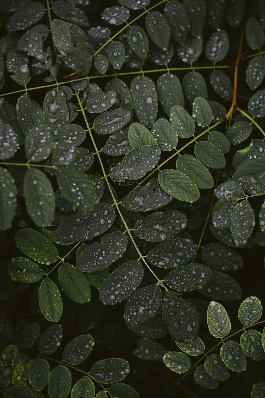 green leaf plant, green leaf plants covered in droplets of water HD wallpaper