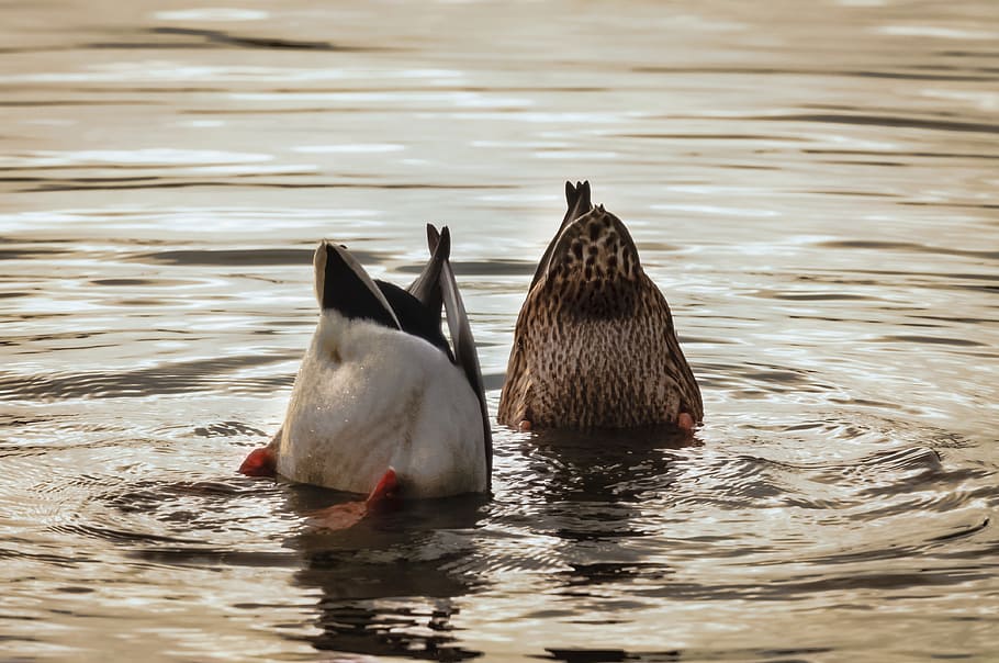 Ducks, Mallards, Water, Lake, Feathers, floating, plumage, swimming HD wallpaper