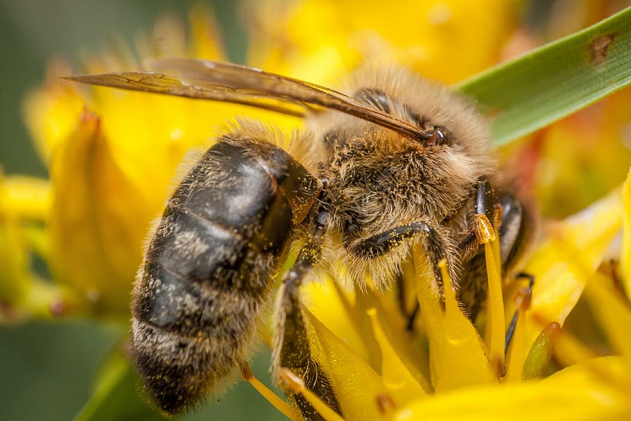 bee, honey, macro photography, pollen, summer, plant, insect HD wallpaper