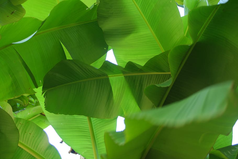 HD wallpaper: banana leaf, plants, tropics, plant part, green color ...