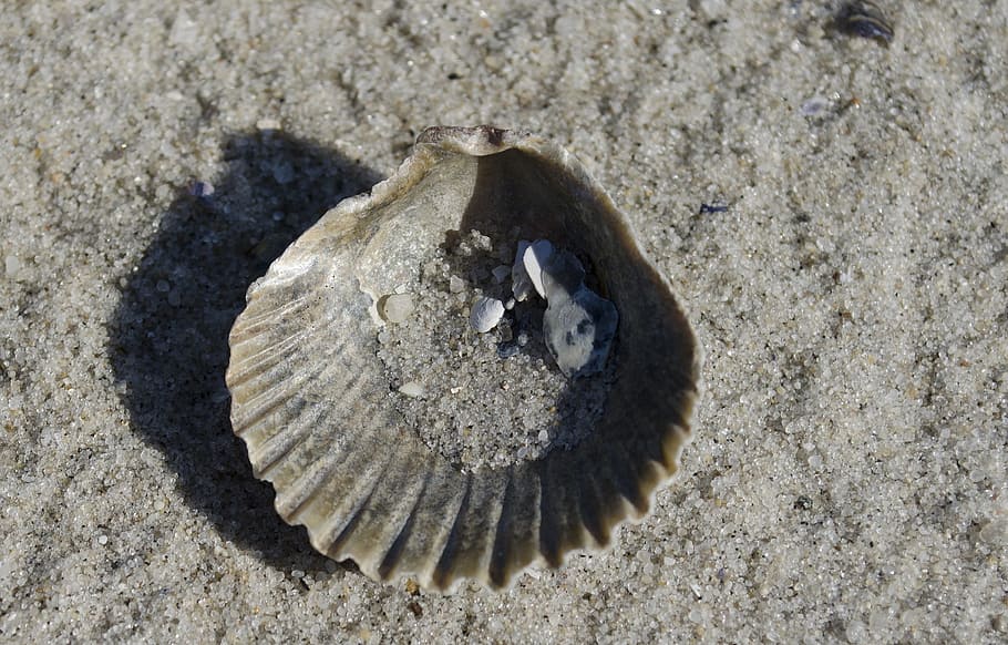 Seashell, Sand, Beach, Ocean, summer, vacation, tropical, marine HD wallpaper