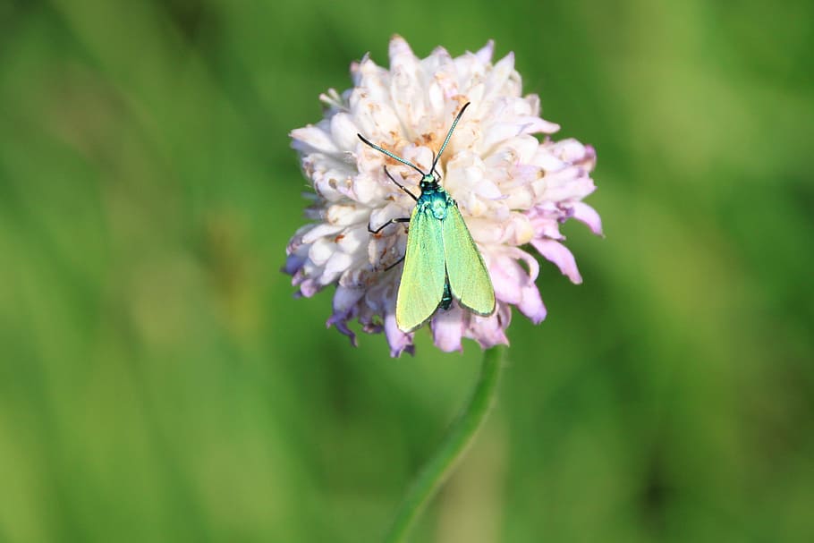 butterfly, green, metallic, reflection, wings, insects, flower HD wallpaper