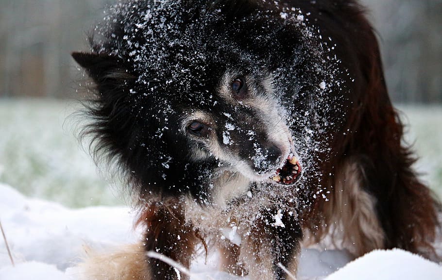 snow, dog, border, winter, border collie, herding dog, purebred dog HD wallpaper