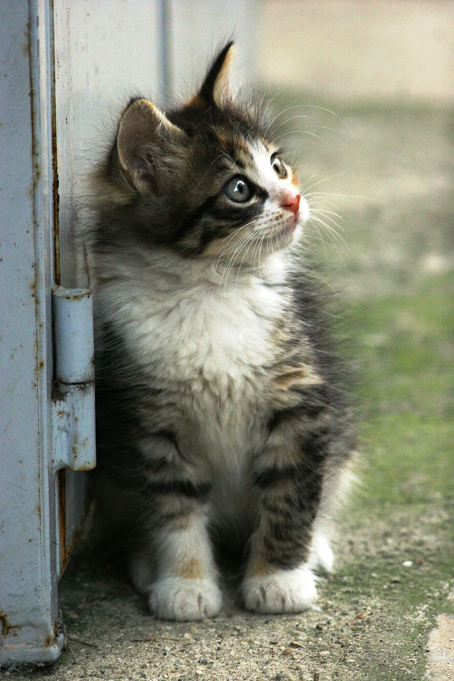 calico tabby kitten looking at the right while leaning at metal door HD wallpaper
