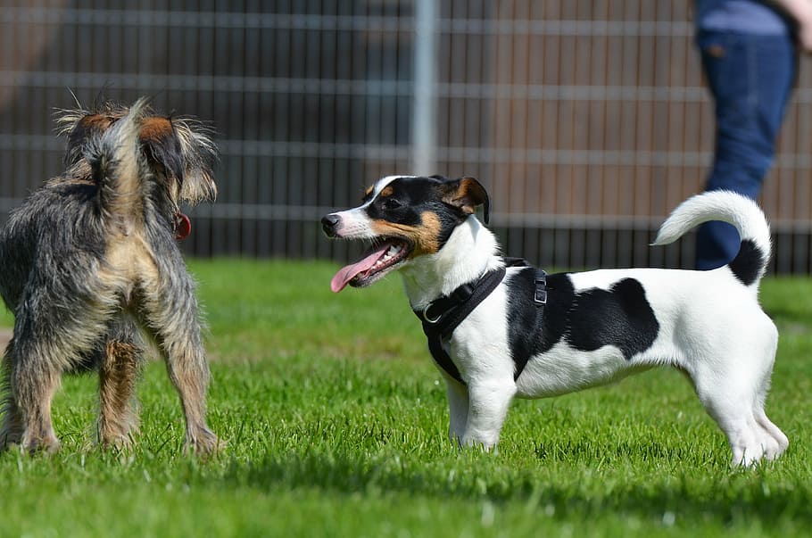 hybrids, small, sweet, small dog, pet, wuschelig, small hybrid HD wallpaper