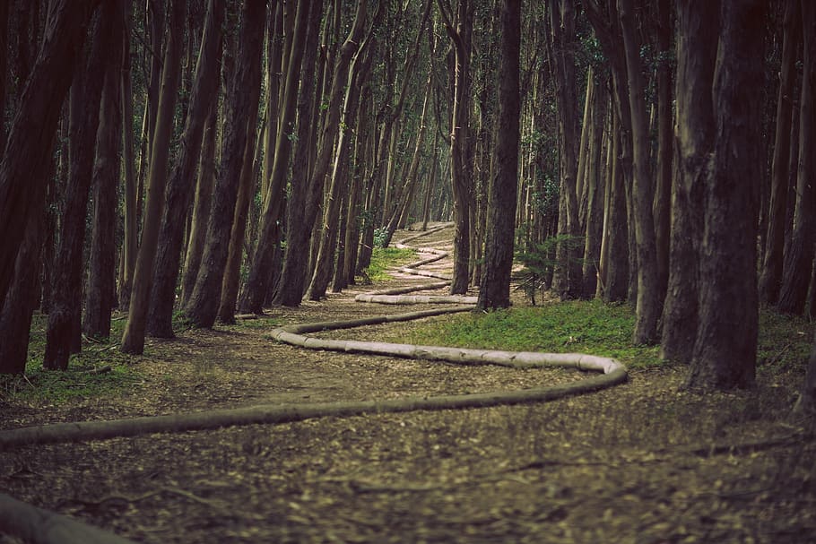 forest, snake, arts, trees, path, pathway, landscape, nature HD wallpaper