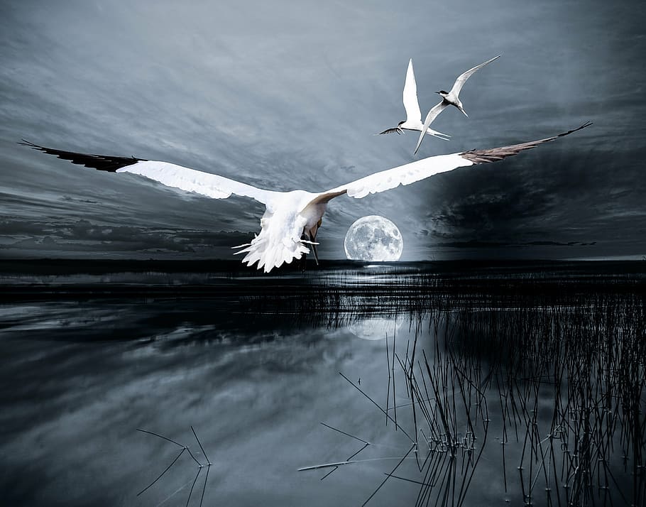 three white birds flying over the water, composing, landscape HD wallpaper
