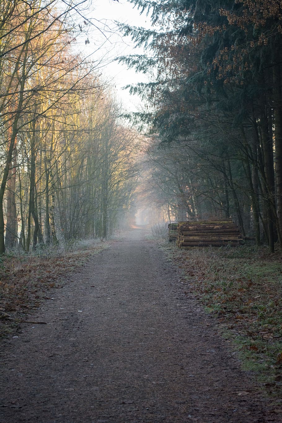 path, way, forest, outside, winter, nature, tree, direction HD wallpaper