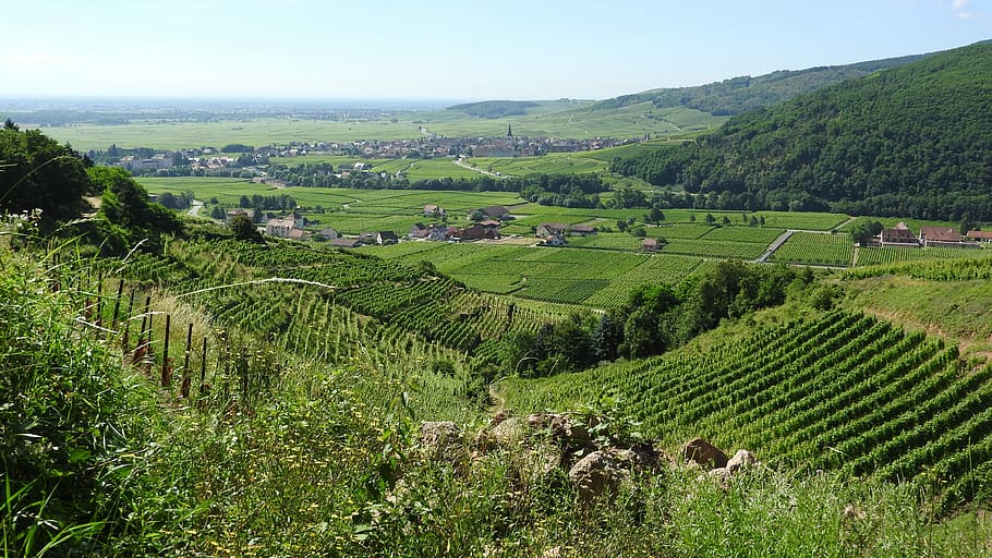 Vineyard, France, Alsace, summer landscape, viticulture, agriculture