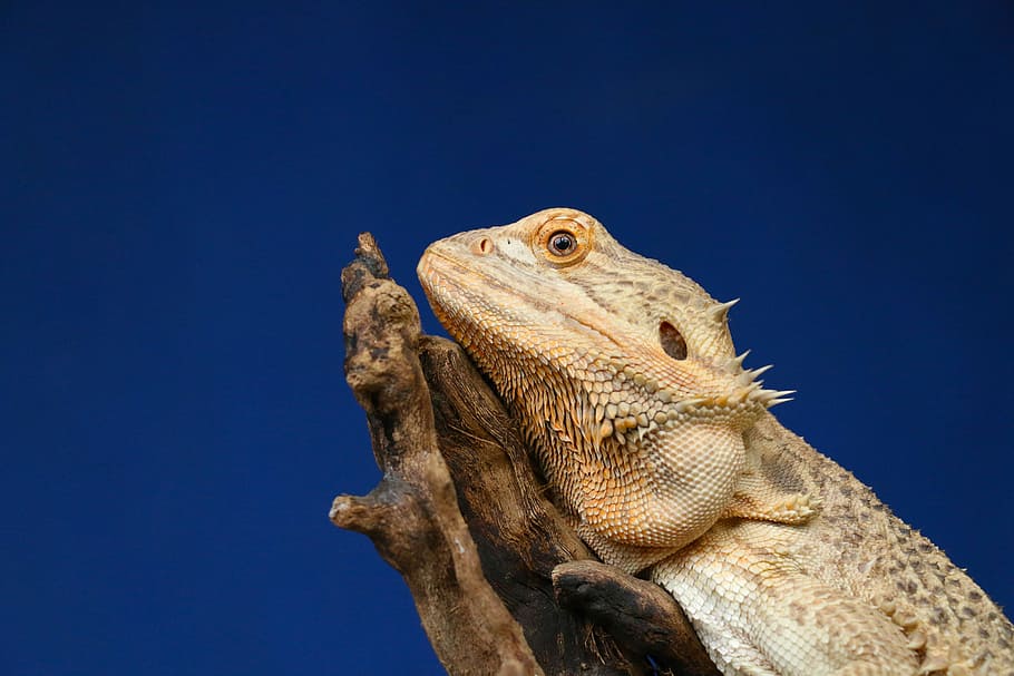 bearded dragon on driftwood, close-up photo of brown bearded dragon, HD wallpaper