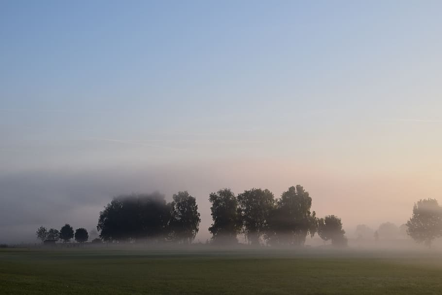 Fog, Landscape, Nature, Mood, Trees, morning mist, beautiful HD wallpaper