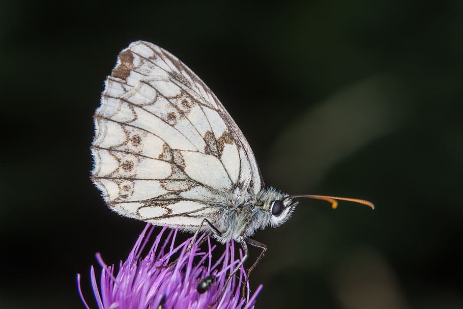 butterfly, macro, small chess board, close, insect, flowers HD wallpaper
