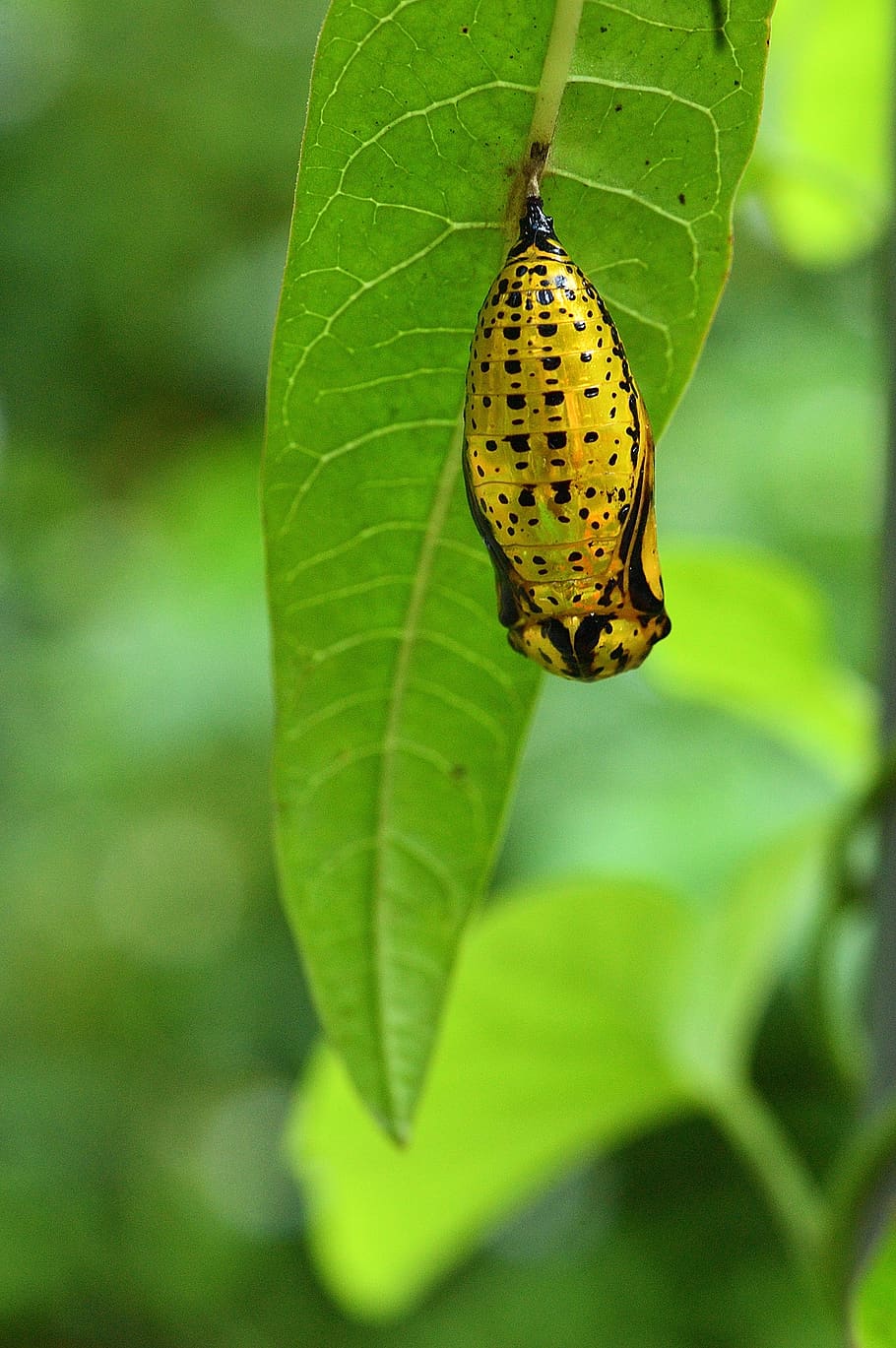 leaf, nature, plant, outdoor, insect, shell, plant part, one animal HD wallpaper