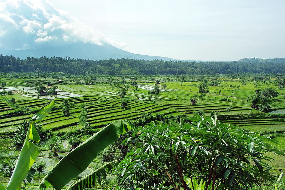 rice field near trees at daytime, Indonesia, Bali, Volcano, mount agung, HD wallpaper